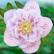 Čemeřice východní 'Double Ellen Pink' - Helleborus orientalis 'Double Ellen Pink'