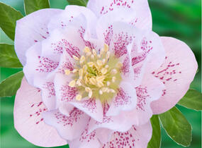 Čemeřice východní 'Double Ellen Pink' - Helleborus orientalis 'Double Ellen Pink'
