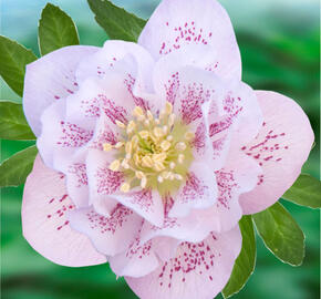 Čemeřice východní 'Double Ellen Pink' - Helleborus orientalis 'Double Ellen Pink'