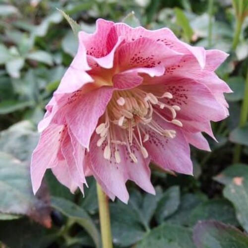 Čemeřice východní 'Double Ellen Pink' - Helleborus orientalis 'Double Ellen Pink'