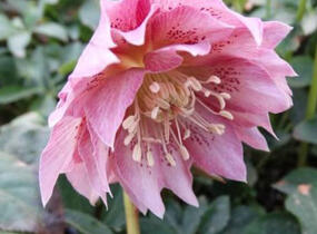 Čemeřice východní 'Double Ellen Pink' - Helleborus orientalis 'Double Ellen Pink'