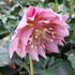 cemerice-vychodni-double-ellen-pink.jpg