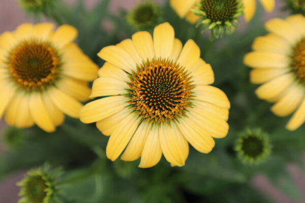 Třapatkovka nachová 'PollyNation Yellow' - Echinacea purpurea 'PollyNation Yellow'