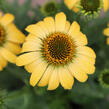 Třapatkovka nachová 'PollyNation Yellow' - Echinacea purpurea 'PollyNation Yellow'