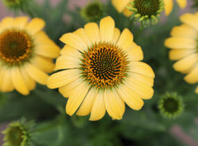 Třapatkovka nachová 'PollyNation Yellow' - Echinacea purpurea 'PollyNation Yellow'