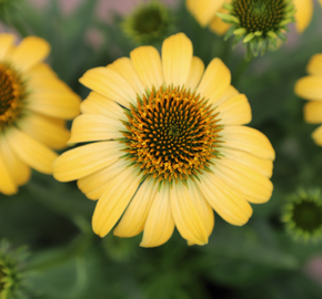 Třapatkovka nachová 'PollyNation Yellow' - Echinacea purpurea 'PollyNation Yellow'