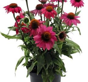 Třapatkovka nachová 'PollyNation Magenta' - Echinacea purpurea 'PollyNation Magenta'