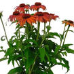 Třapatkovka nachová 'PollyNation Orange Red' - Echinacea purpurea 'PollyNation Orange Red'