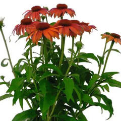 Třapatkovka nachová 'PollyNation Orange Red' - Echinacea purpurea 'PollyNation Orange Red'