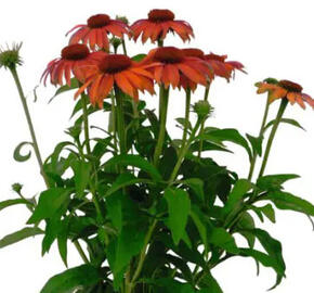 Třapatkovka nachová 'PollyNation Orange Red' - Echinacea purpurea 'PollyNation Orange Red'