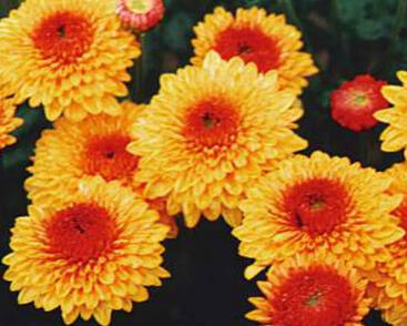 Listopadka indická 'Bella Gold'