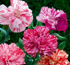 Hvozdík čínský 'Ikat Mix' - Dianthus chinensis 'Ikat Mix'