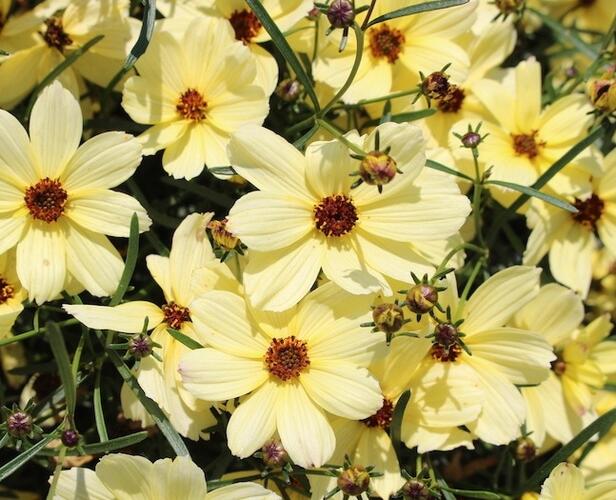 Krásnoočko přeslenité 'Corleone Cream' - Coreopsis verticillata 'Corleone Cream'