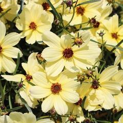 Krásnoočko přeslenité 'Corleone Cream' - Coreopsis verticillata 'Corleone Cream'