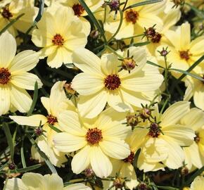 Krásnoočko přeslenité 'Corleone Cream' - Coreopsis verticillata 'Corleone Cream'