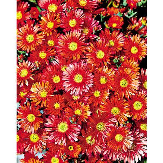 Kosmatec 'Suntropics Fire' - Delosperma cultivars 'Suntropics Fire'