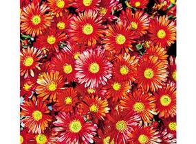 Kosmatec 'Suntropics Fire' - Delosperma cultivars 'Suntropics Fire'