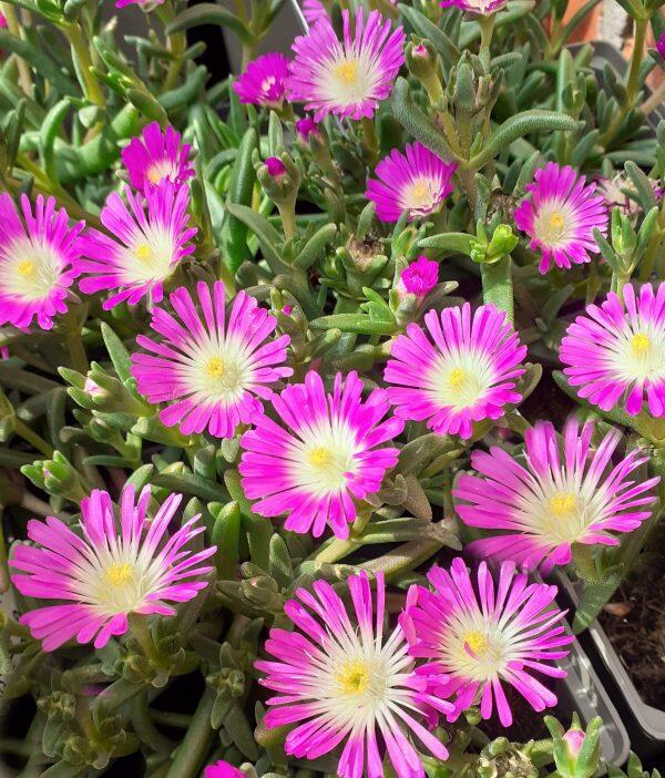 Kosmatec 'Suntropics Hot Pink' - Delosperma cultivars 'Suntropics Hot Pink'