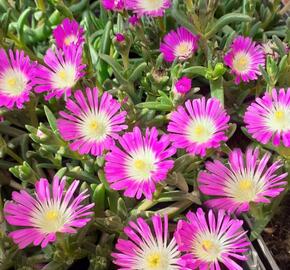 Kosmatec 'Suntropics Hot Pink' - Delosperma cultivars 'Suntropics Hot Pink'