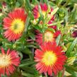 Kosmatec 'Suntropics Red' - Delosperma cultivars 'Suntropics Red'