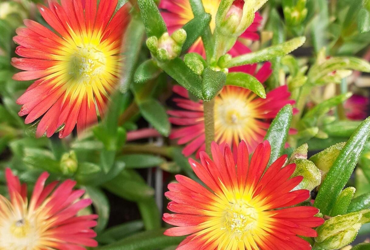 Kosmatec 'Suntropics Red' - Delosperma cultivars 'Suntropics Red'