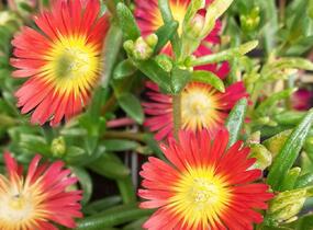 Kosmatec 'Suntropics Red' - Delosperma cultivars 'Suntropics Red'