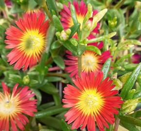 Kosmatec 'Suntropics Red' - Delosperma cultivars 'Suntropics Red'