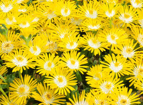 Kosmatec 'Suntropics Yellow' - Delosperma cultivars 'Suntropics Yellow'