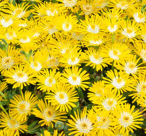 Kosmatec 'Suntropics Yellow' - Delosperma cultivars 'Suntropics Yellow'
