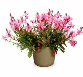 Svíčkovec 'Giggles Pink Shades' - Gaura lindheimeri 'Giggles Pink Shades'