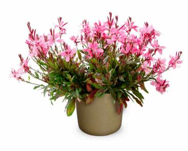 Svíčkovec 'Giggles Pink Shades'