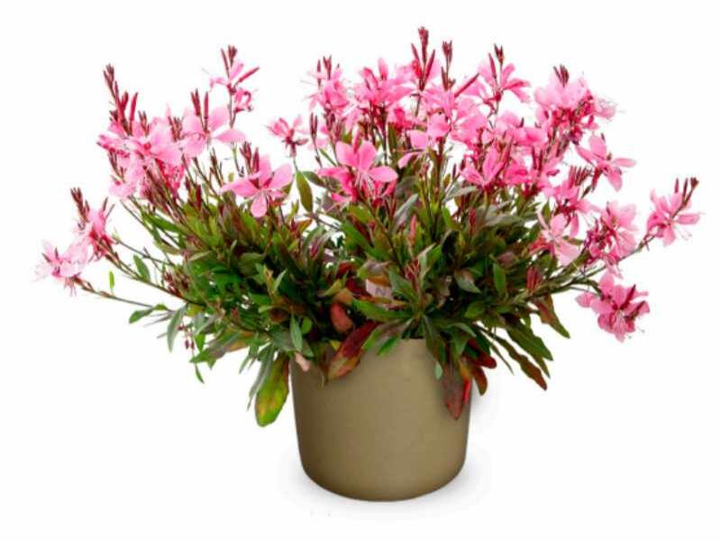 Svíčkovec 'Giggles Pink Shades' - Gaura lindheimeri 'Giggles Pink Shades'