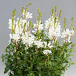 Svíčkovec 'Giggles White' - Gaura lindheimeri 'Giggles White'