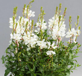 Svíčkovec 'Giggles White' - Gaura lindheimeri 'Giggles White'