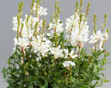 Svíčkovec 'Giggles White'