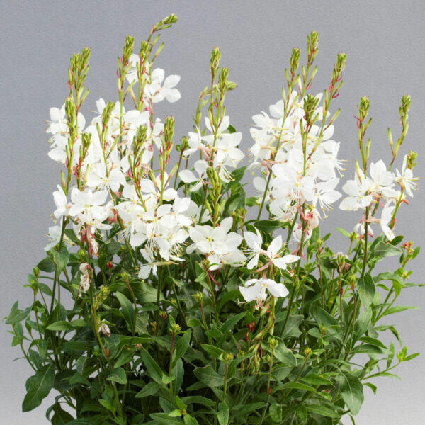 Svíčkovec 'Giggles White' - Gaura lindheimeri 'Giggles White'