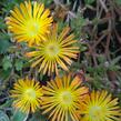 Kosmatec 'Suntropics Copper' - Delosperma cultivars 'Suntropics Copper'
