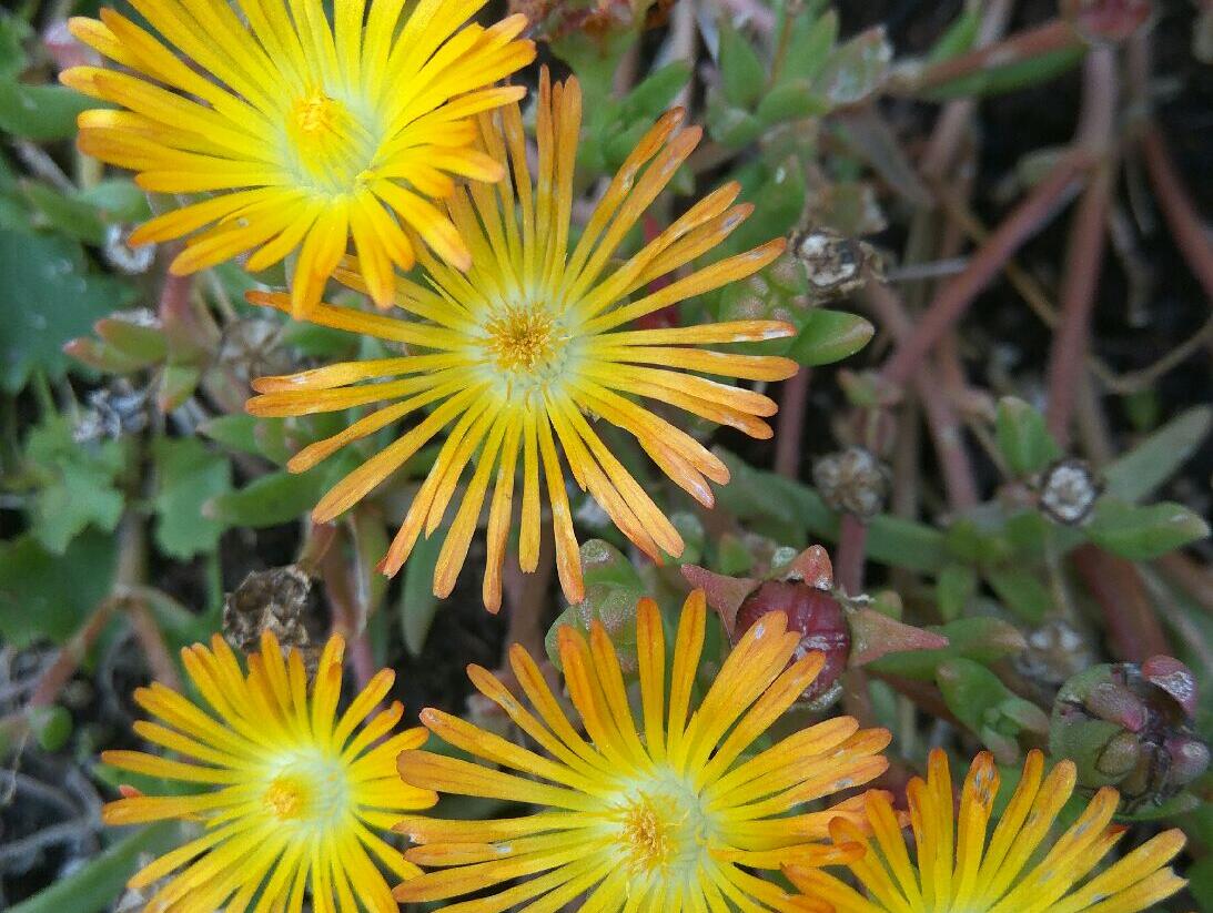 Kosmatec 'Suntropics Copper' - Delosperma cultivars 'Suntropics Copper'