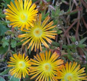 Kosmatec 'Suntropics Copper' - Delosperma cultivars 'Suntropics Copper'