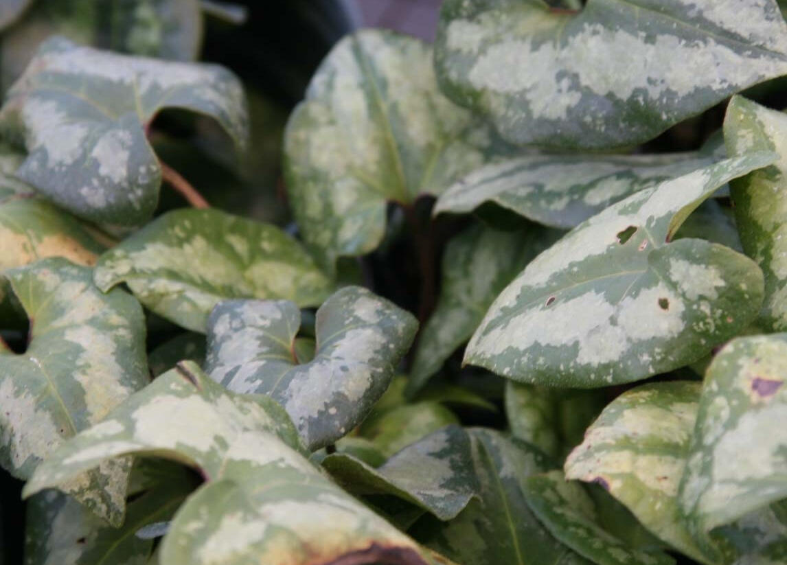 Kopytník 'Ling Ling' - Asarum maximum 'Ling Ling'