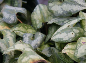 Kopytník 'Ling Ling' - Asarum maximum 'Ling Ling'
