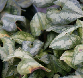 Kopytník 'Ling Ling' - Asarum maximum 'Ling Ling'