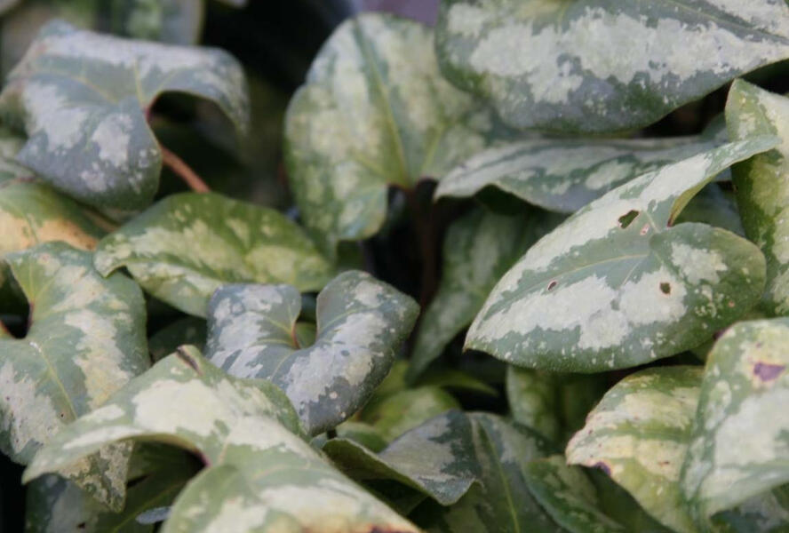 Kopytník 'Ling Ling' - Asarum maximum 'Ling Ling'