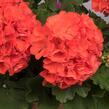 Muškát, pelargonie vzpřímená 'Surviors Idols Orange' - Pelargonium zonale 'Surviors Idols Orange'