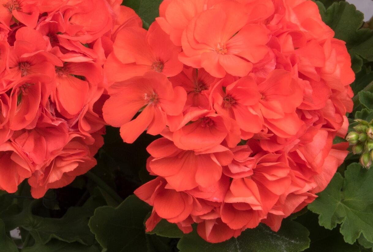 Muškát, pelargonie páskatá 'Surviors Idols Orange' - Pelargonium zonale 'Surviors Idols Orange'