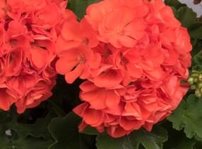 Muškát, pelargonie páskatá 'Surviors Idols Orange' - Pelargonium zonale 'Surviors Idols Orange'