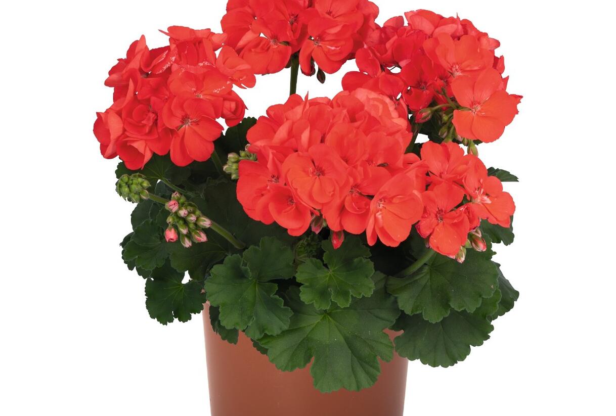 Muškát, pelargonie páskatá 'Surviors Idols Orange' - Pelargonium zonale 'Surviors Idols Orange'