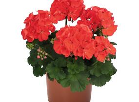 Muškát, pelargonie páskatá 'Surviors Idols Orange' - Pelargonium zonale 'Surviors Idols Orange'