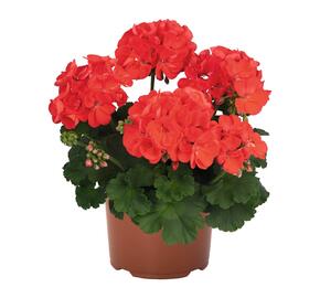 Muškát, pelargonie vzpřímená 'Surviors Idols Orange' - Pelargonium zonale 'Surviors Idols Orange'