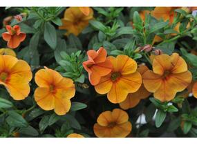 Minipetúnie, Million Bells 'Aloha Kona Tiky Mango' - Calibrachoa hybrida 'Aloha Kona Tiki Mango'